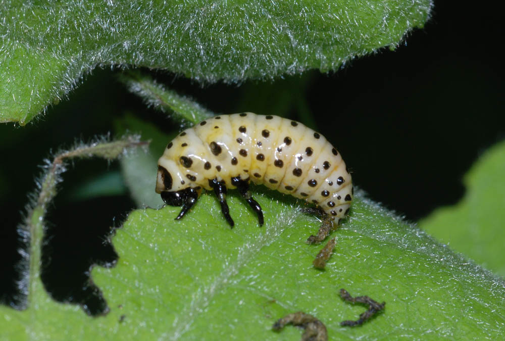 bruco nervoso: Chrysomela populi